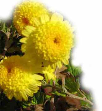 Kontakt skola MANHATTAN